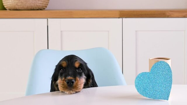 Puppy and valentine postcard. Small black puppy Cocker Spaniel on a light background with a red paper heart for St. Valentine's Day. Cute pet gift. 4k footage. Close ap