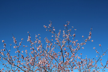 Spring background - branches with almond blossoms against deep blue sky