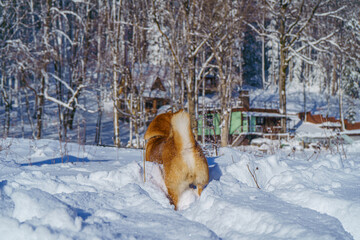 The Shiba Inu Japanese dog plays in the snow in winter.
