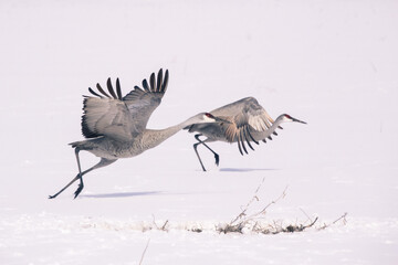 Sandhill Cranes