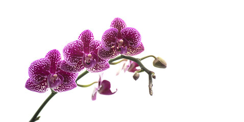 Closeup of purple orchids on white background