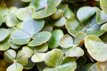 クローバーの葉