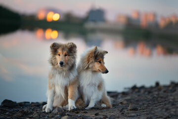 Young Rough Collie two dogs - obrazy, fototapety, plakaty