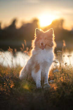 Young Rough Collie dog