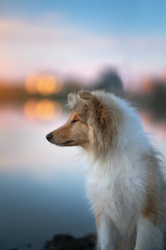 Young Rough Collie dog