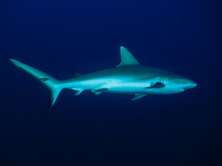 Shark
