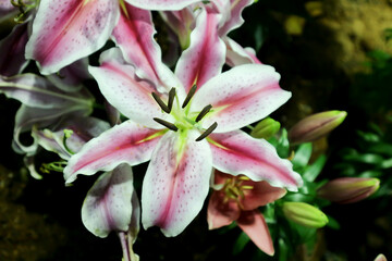 lily, Lilium or white lily  or white and pink lily