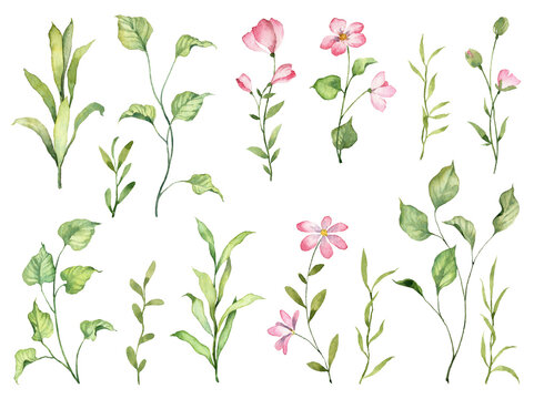 Big set with watercolor botanical illustrations isolated on white background. Hand painted pink flowers and green leaves
