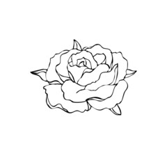 Illustration with flower rose drawing in ink  on white background. Monochrome version.