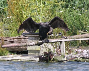 cormorant perched on wood in the water drying his wings