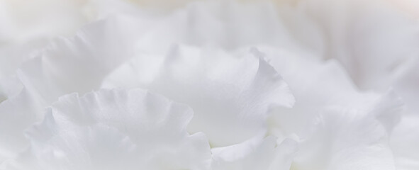Abstract floral background, white rose flower petals. Macro flowers backdrop for holiday design