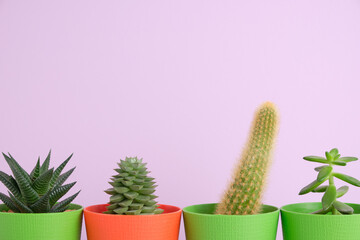 Indoor plants on the background of a bright wall. The concept of biophilia in the interior. Succulents in pots on a colored background with copyspace