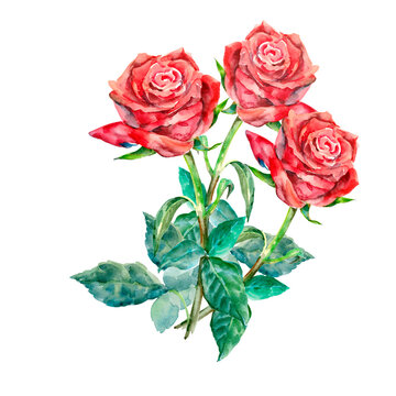 Watercolor painting of rose with leaves on a white background.