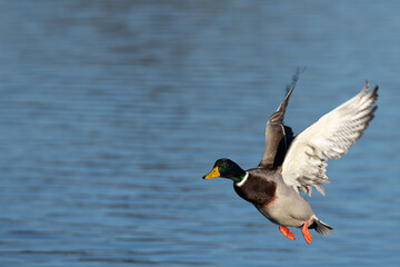 Male mallard flying