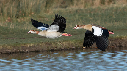 Male and female egyptian geese flying