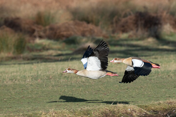 Male and female egyptian geese flying