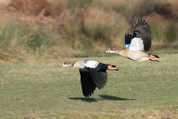 Male and female egyptian geese flying in Bushy Park, London