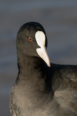 Closeup of a coot