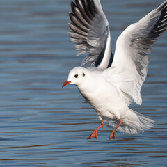 Black headed gull in-flight