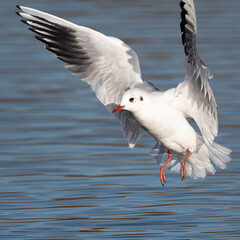 Black headed gull in-flight