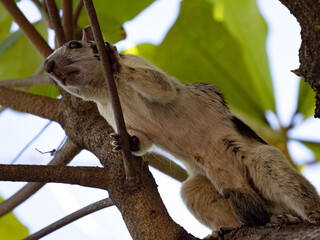 Variegated squirrel, Sciurus variegatoides has a variable coloration, moving around the trees. Costa Rica