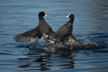 Pair of male coots flighting for  territory