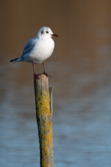 Black headed gull perched on a post