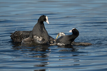 Pair of male coots flighting for  territory