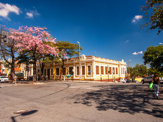 Old Mansion Tree Ip&ecirc; Rosa. Casar&atilde;o Antigo &Aacute;rvore Ip&ecirc; Rosa