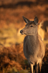Red female in Bushy Park