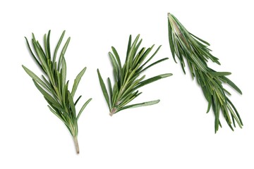 Fresh green aroma rosemary leaves