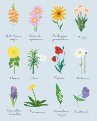 Set of vector flowers and leaves.Flower herbarium with Latin names.Hand drawn illustration.