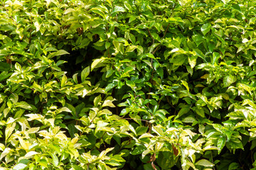 Fototapeta na wymiar Green wild tea (Acalypha siamensis) leaves for natural background