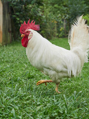 elegant white rooster with red crest on the grass with one leg raised