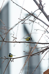 Titmouse looking for food near the human house. There are 2 titmouses on the photo.