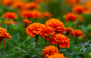 French marigold orange flowers in shallow focus