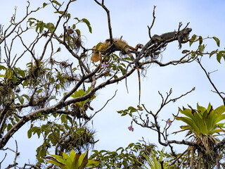 The large male Green Iguana, Iguana iguana, lies on a branch high in a tree. Costa Rica