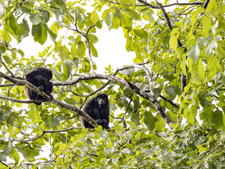 Howling Monkey, Alouatta palliata, sits in a tree in the rain and huddles. Costa Rica