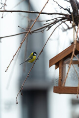 A tit sits on one of the leafless sakura branches. A bird feeder in the form of a house hangs on a tree.