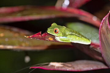 The Gaudy leaf frog, Agalychnis callidryas, is certainly the most photographed frog. Costa Rica