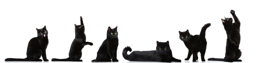 Set made of portraits of black cat sitting, lyin, giving paw, having fun isolated on white studio...