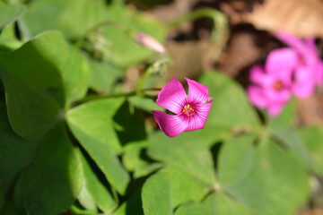 Pink wood sorrel