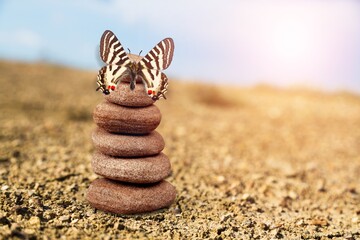 Fototapeta na wymiar Spa stones on the beach and butterfly on sun background. Spa concept.