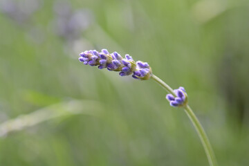 Common lavender