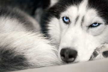 Siberian husky dog lies on the couch and looks at the camera, close-up.