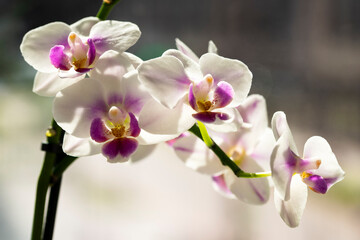 Fototapeta na wymiar Phalaenopsis orchid. Orchid flower on the window in the backlight. Selective focus, close-up, copy space.