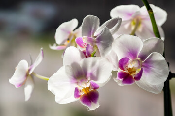 Plakat Phalaenopsis orchid. Orchid flower on the window in the backlight. Selective focus, close-up, copy space.