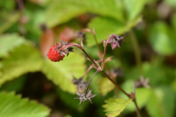 Wild strawberry