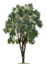Fototapeta premium Tropical tree isolated on white background