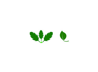 green leaves isolated on white background